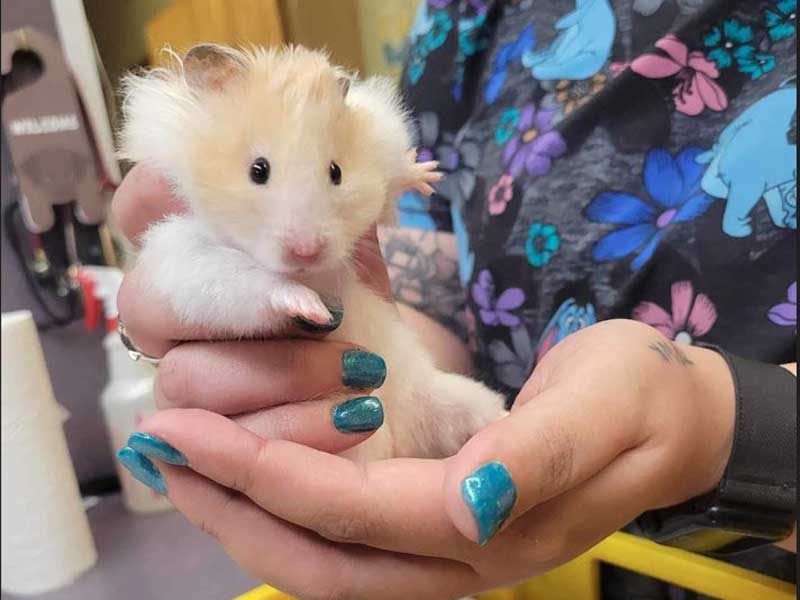 Kelley Animal Hospital Forms