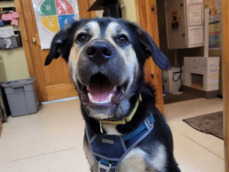 Veterinary Resources for your Pet