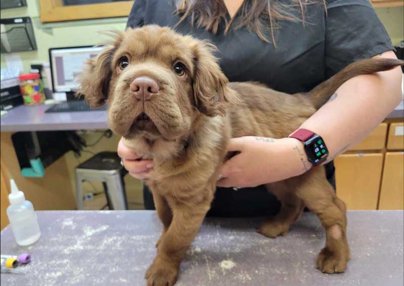 Carousel Slide 1: Dog veterinary care