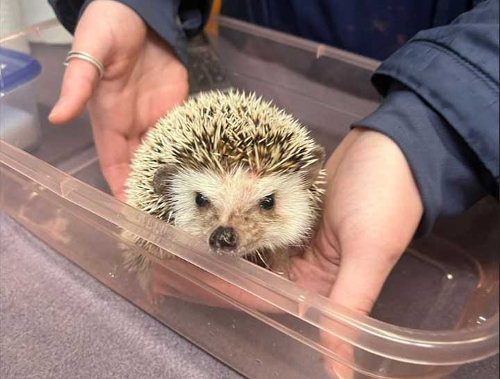 $City Small Animal Hospital